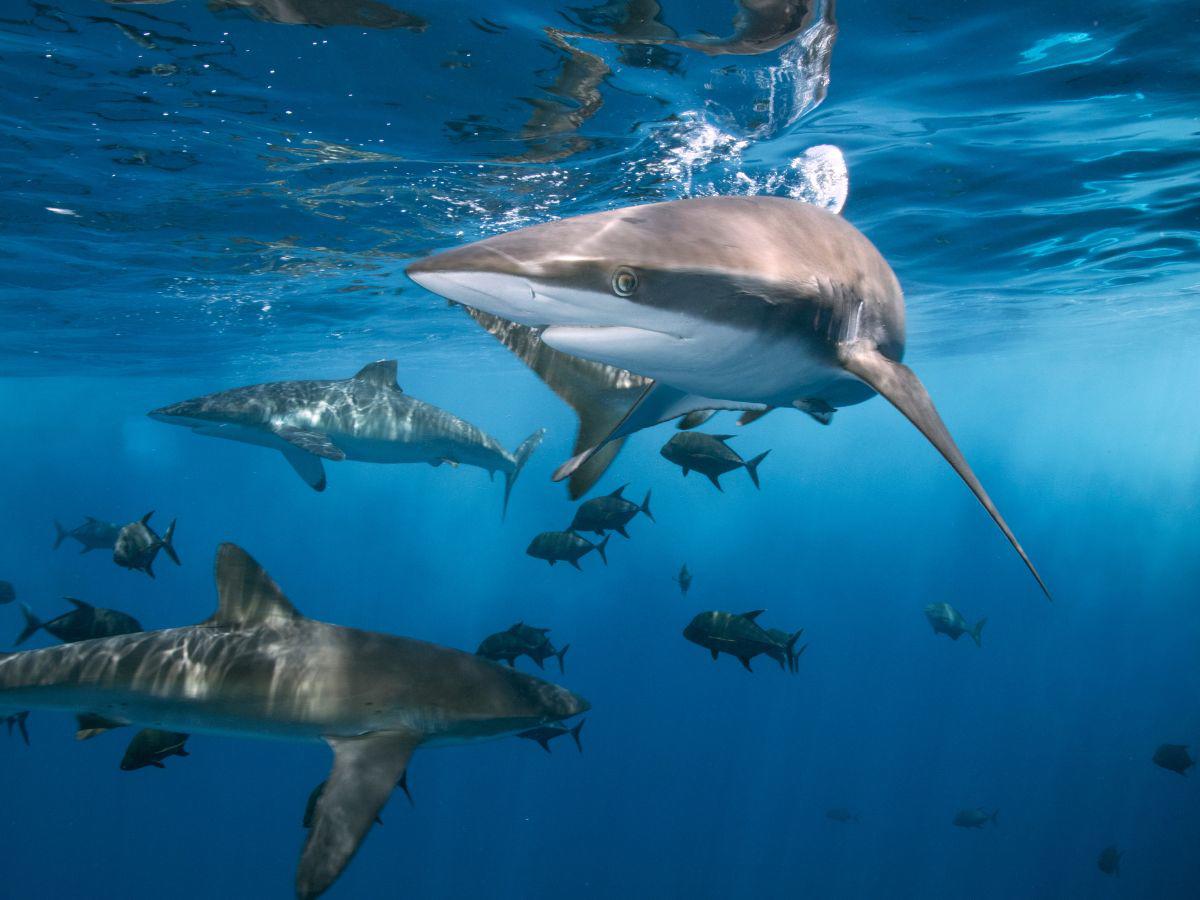 Se desconoce el tipo o tamaño del tiburón responsable del ataque.