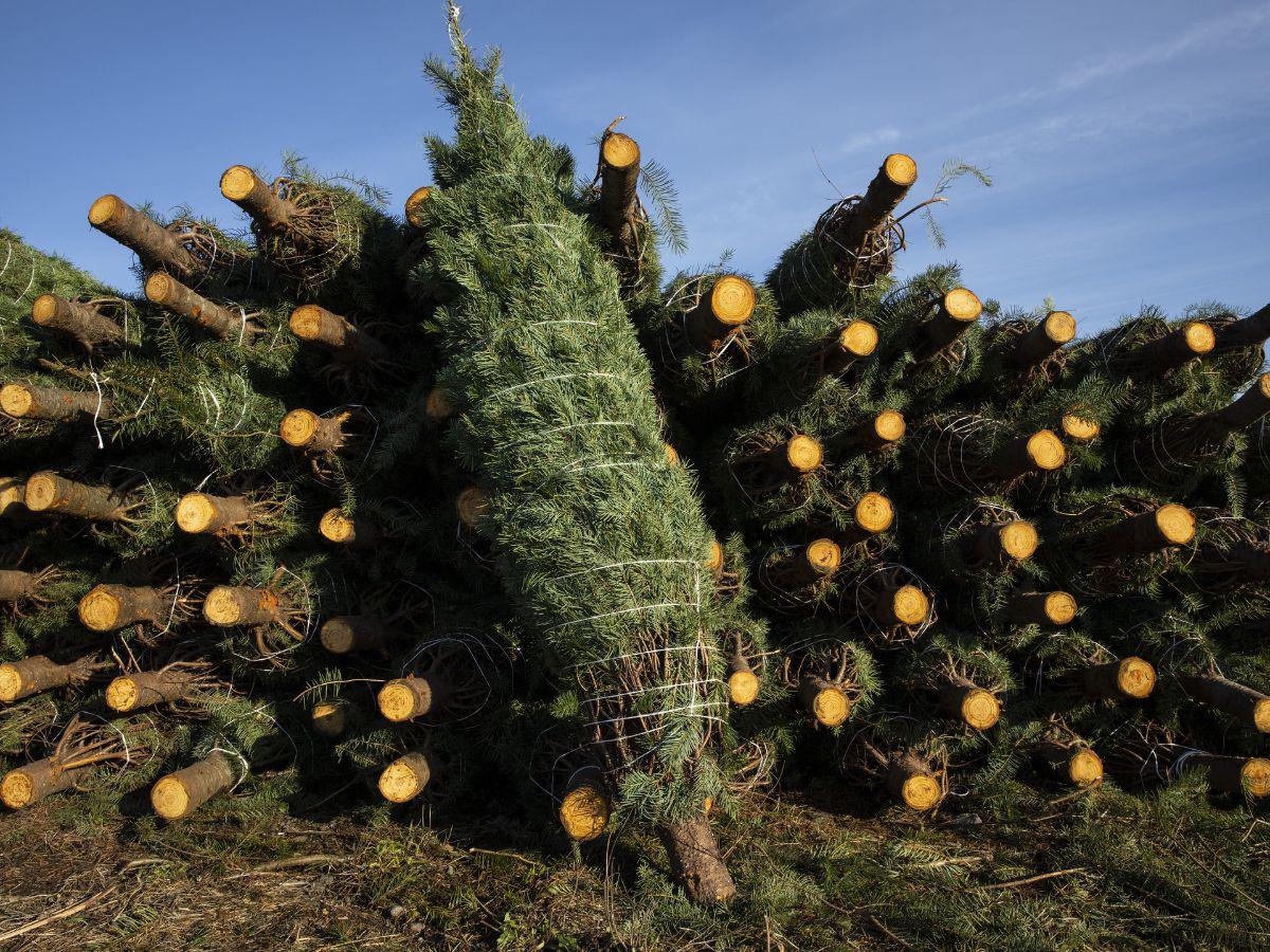 $!Sólo una pequeña parte de los pinos navideños de una granja es cosechada cada año. Pinos recién talados en Oregon.