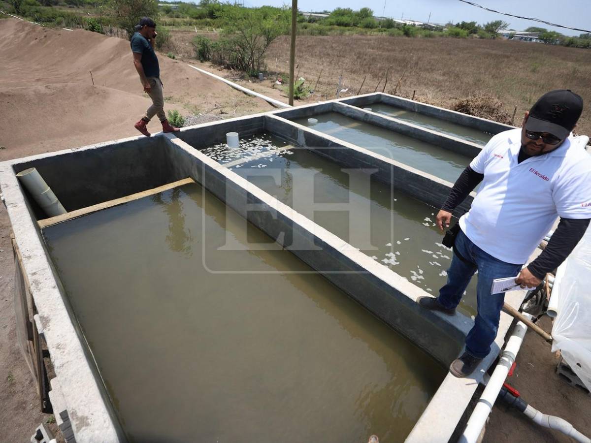 Sin trabajo, sin futuro: crisis en camaroneras golpea a familias en el sur de Honduras