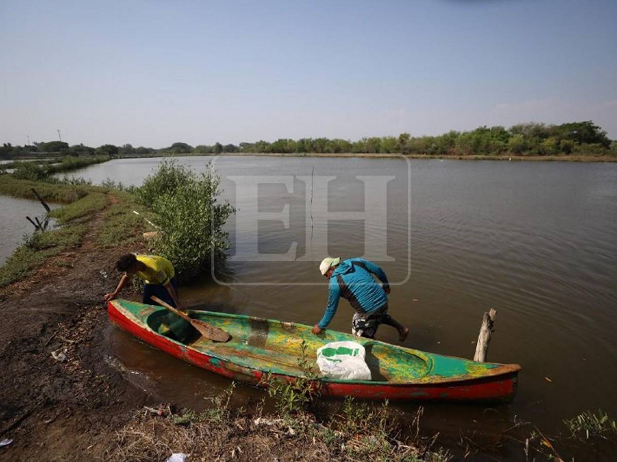 Sin trabajo, sin futuro: crisis en camaroneras golpea a familias en el sur de Honduras