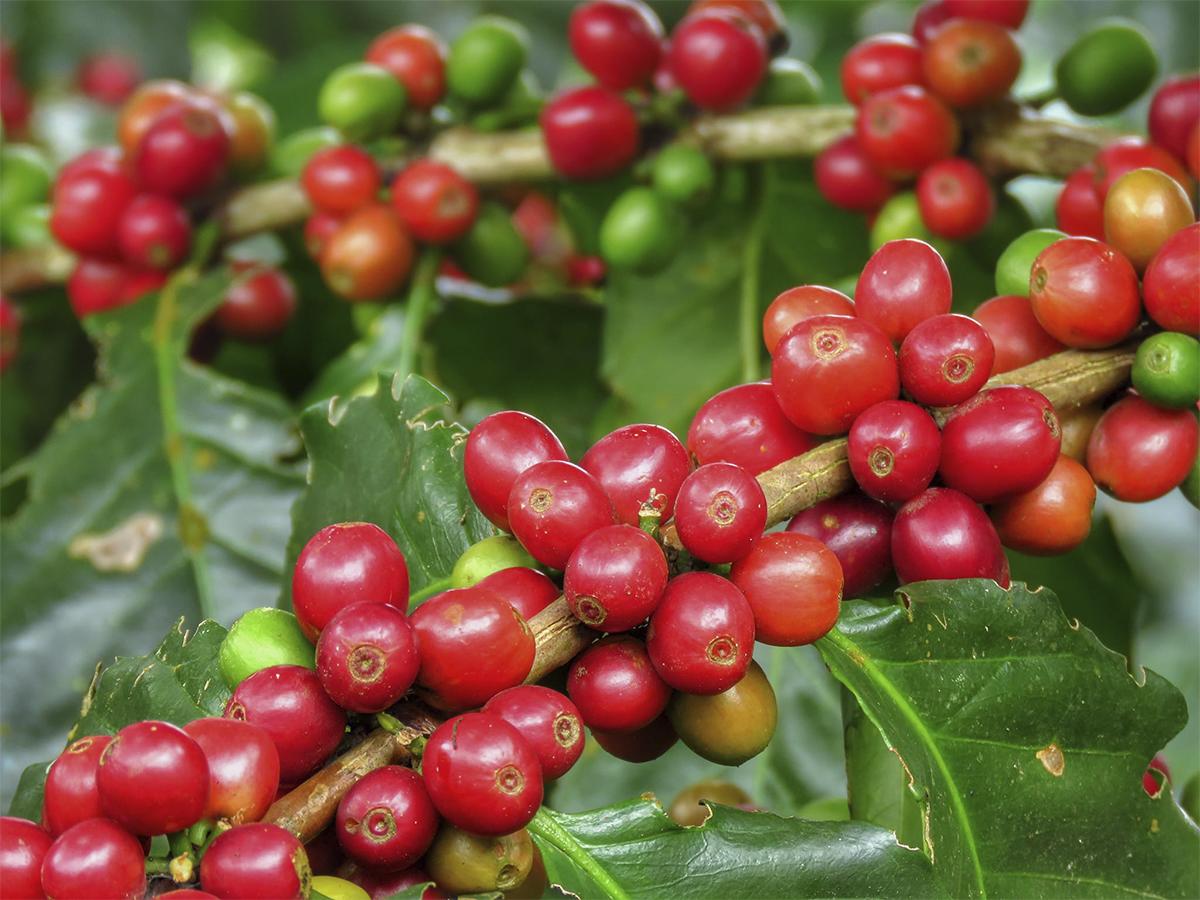 <i>El proceso de recolección de granos de café y cacao emerge en medio de un entorno natural y único en Honduras.</i>