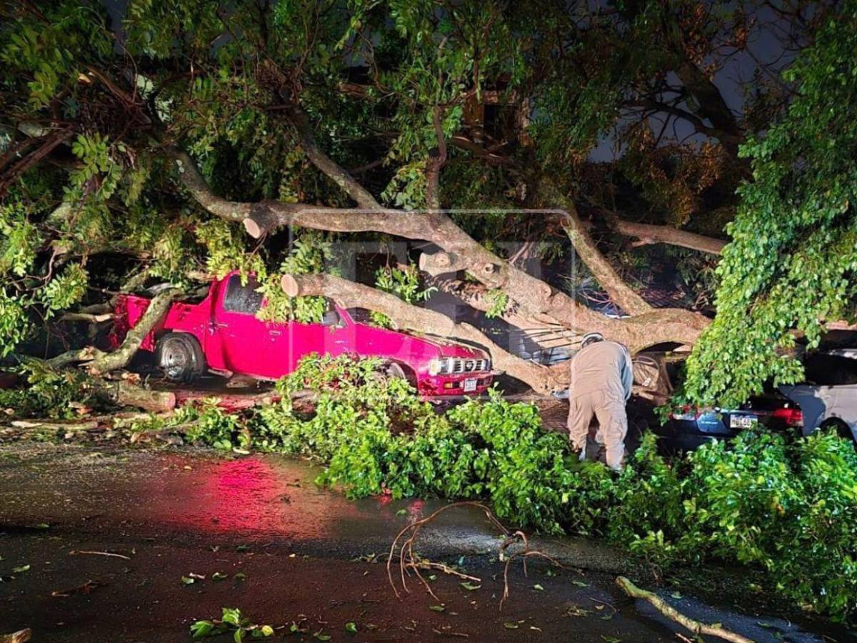 Denuncias no evitaron caída de árbol que dañó cuatro vehículos en la Kennedy