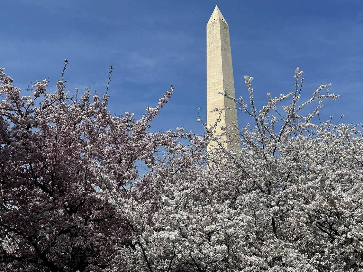 La primavera llega temprano a Washington con el espectáculo de los cerezos