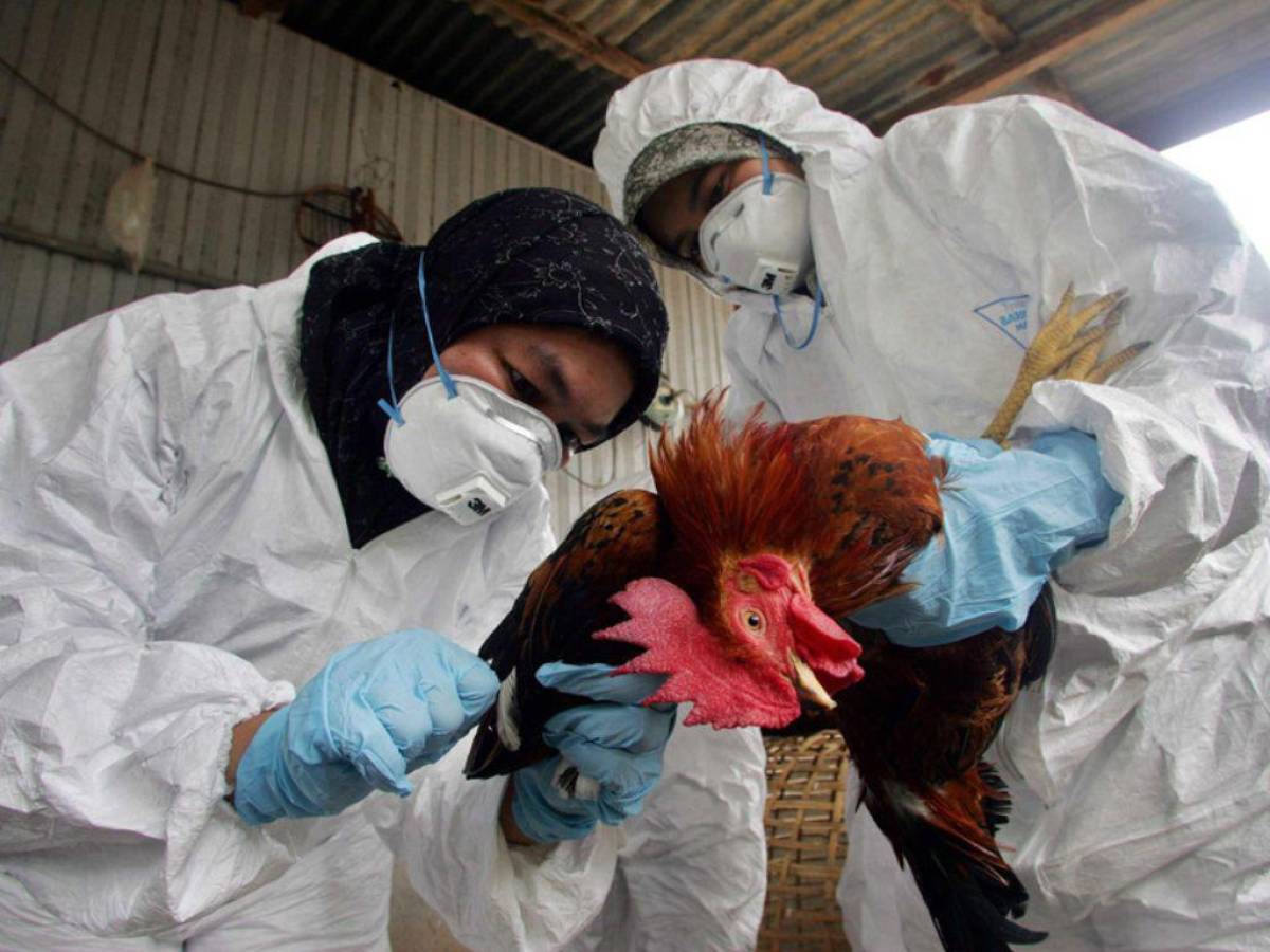 España registra un caso leve de gripe aviar en humanos