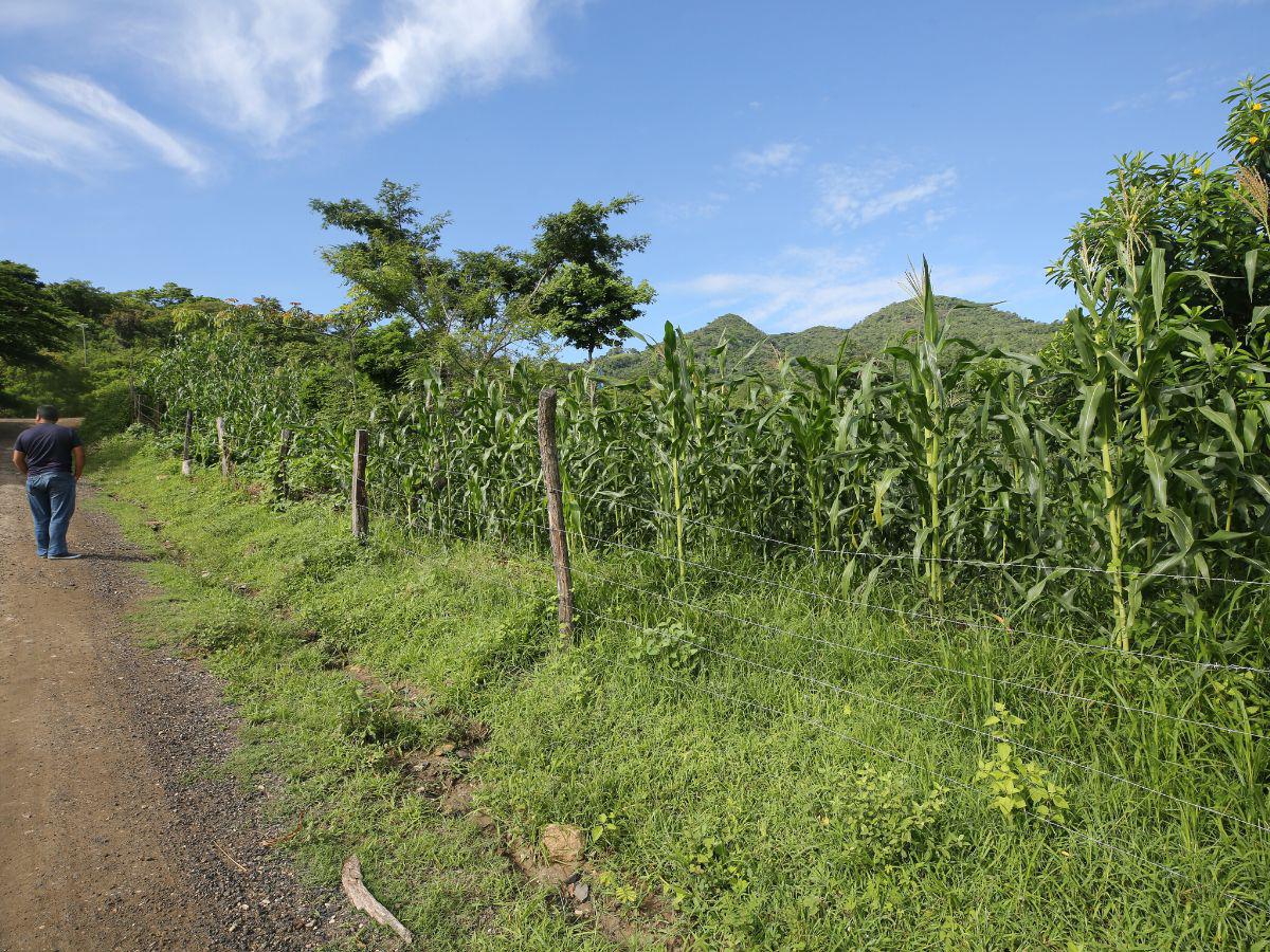 $!Los pocos campesinos que se atrevieron a sembrar con las primeras lluvias podrían tener una buena cosecha. No obstante la mayoría de los agricultores no sembró atendiendo los pronósticos erráticos de Cenaos.