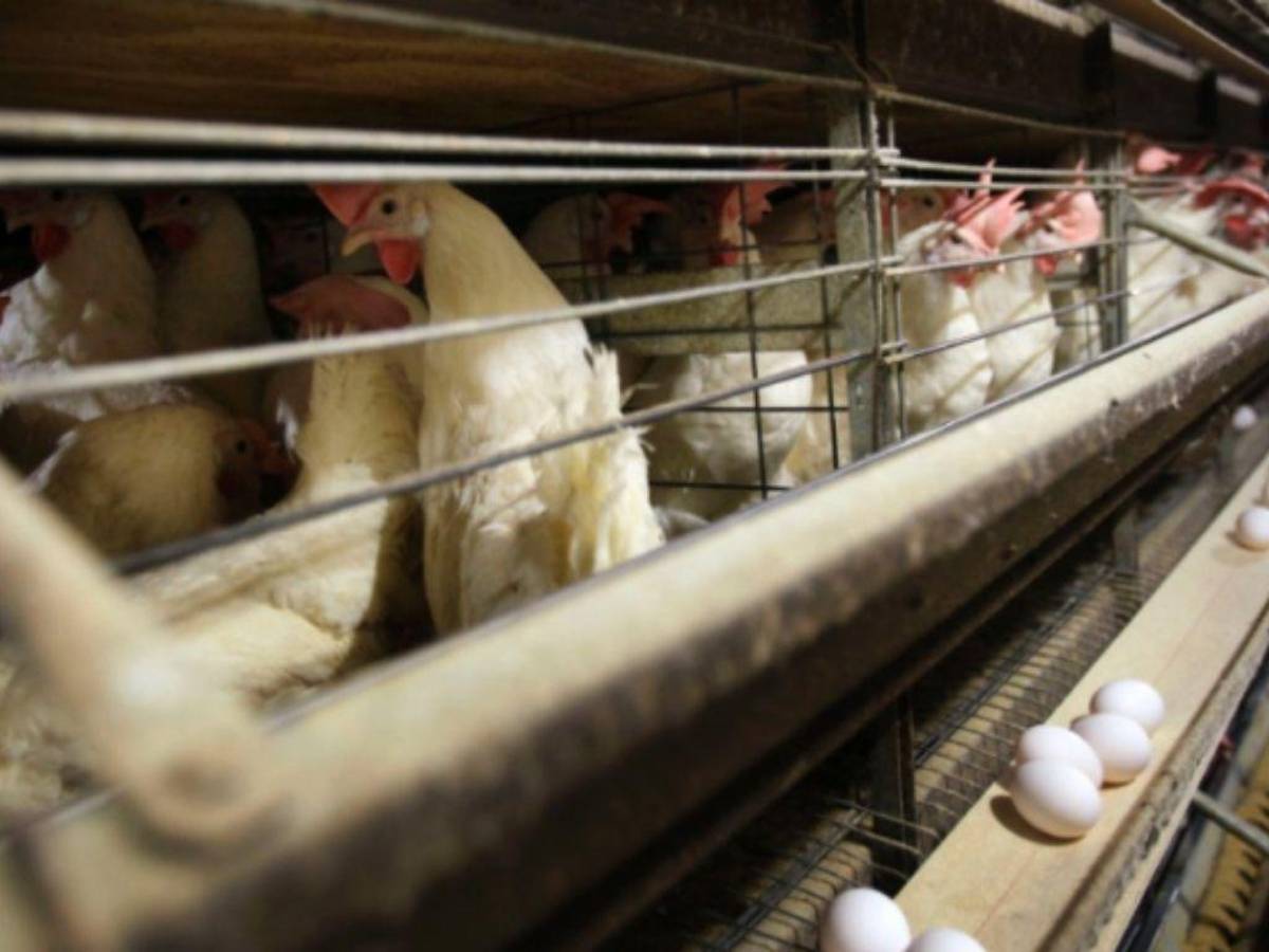 Francia sacrifica 16 millones de aves por epidemia de gripe aviar