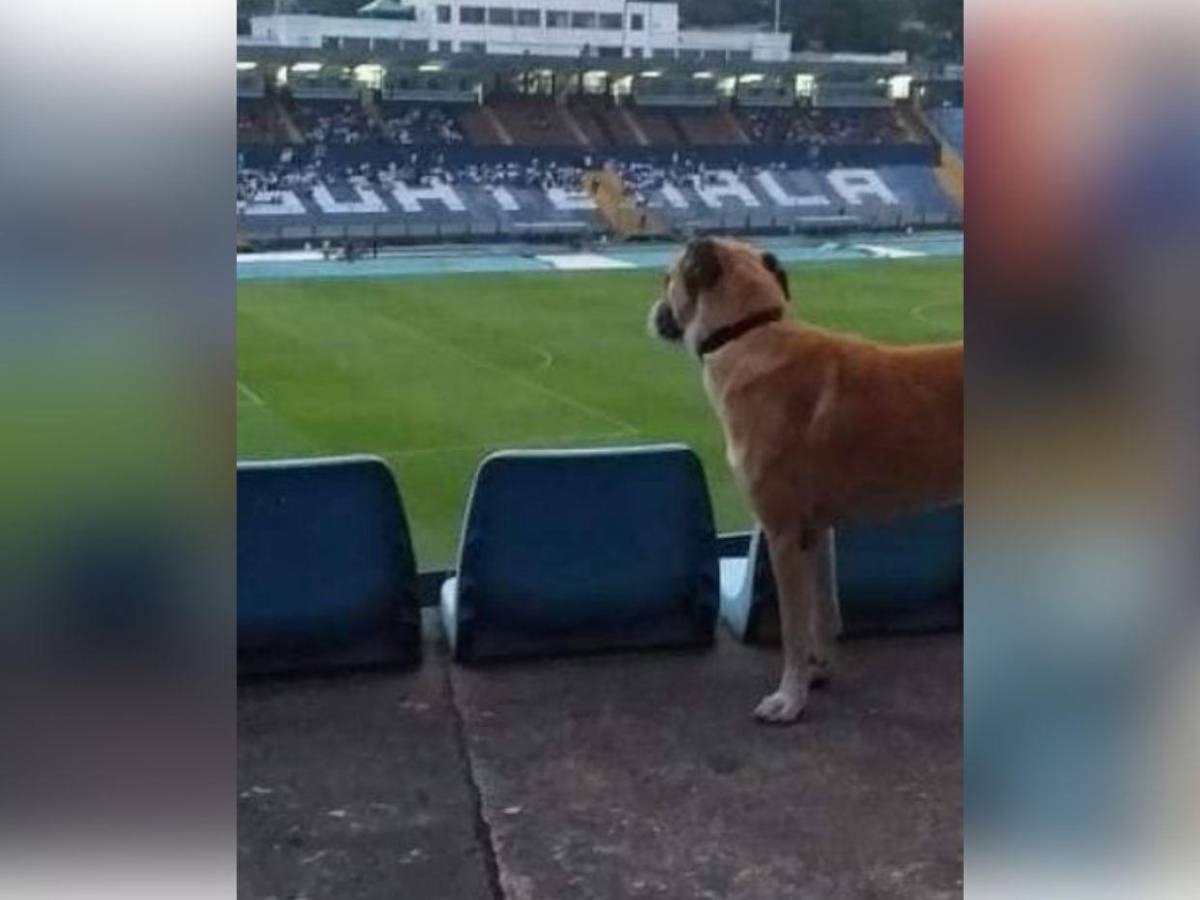 Muere “Kalimán”, el perro que se convirtió en símbolo de fidelidad entre aficionados del Olimpia