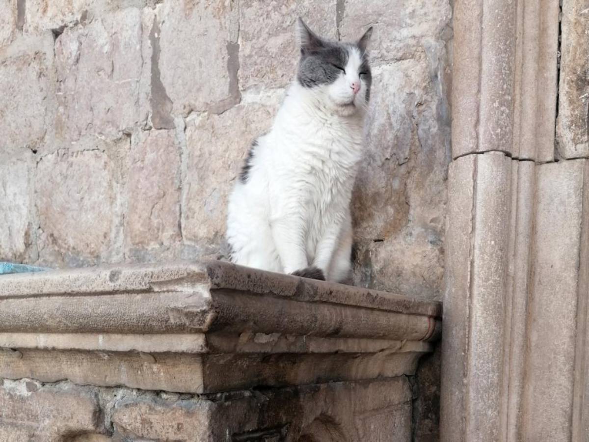 Polémica en Dubrovnik sobre la suerte de una gata callejera
