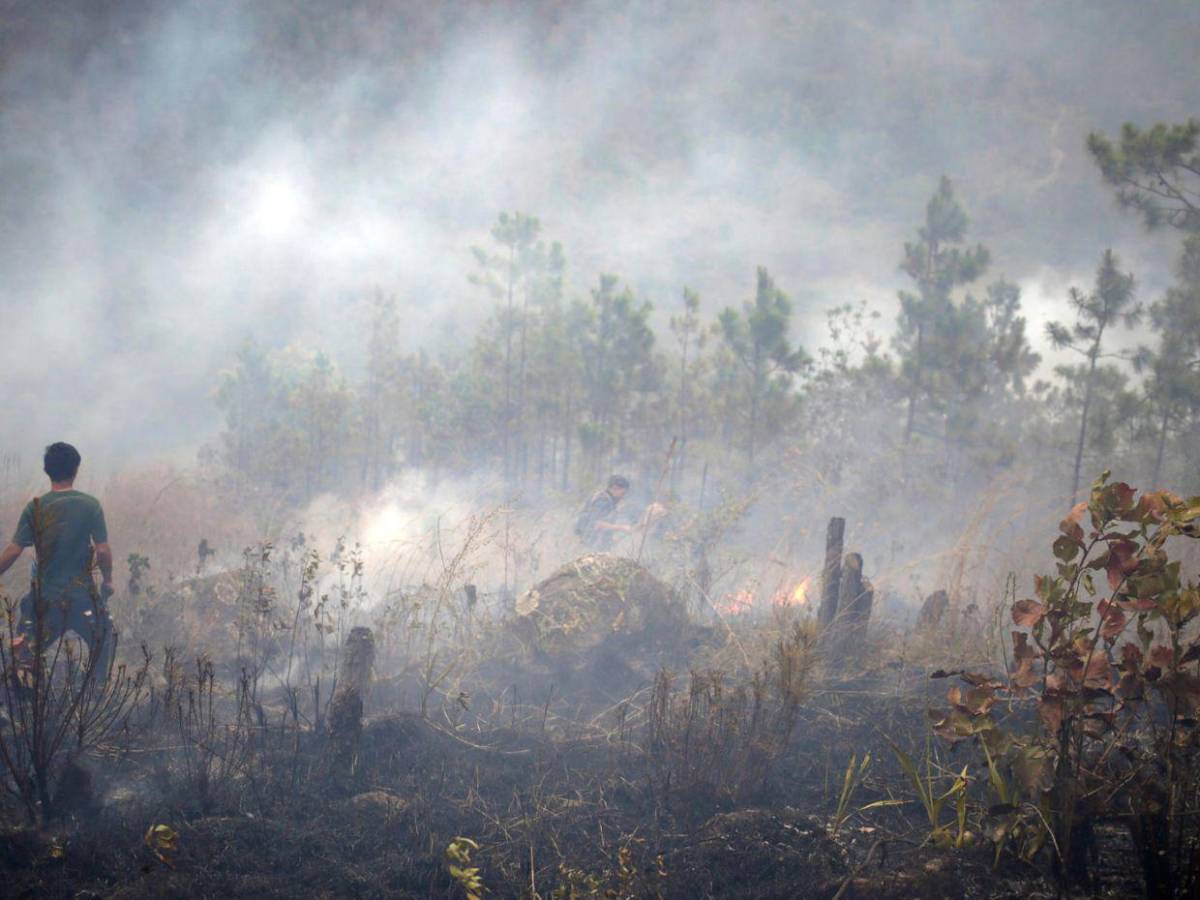 FF AA combaten nueve incendios forestales durante el fin de semana