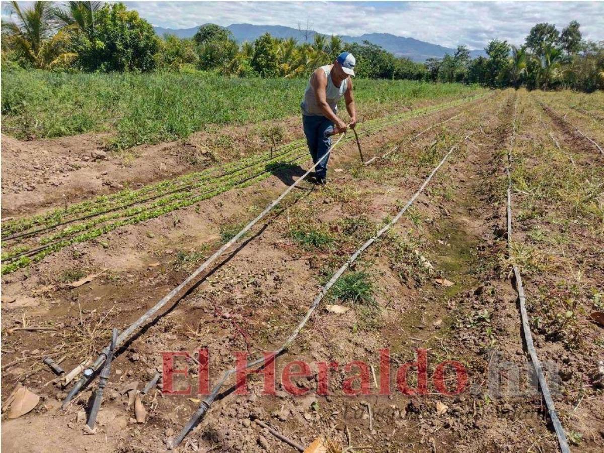 Aguas mieles dañan sistema de riego a más de 400 agricultores en Lejamaní, Comayagua