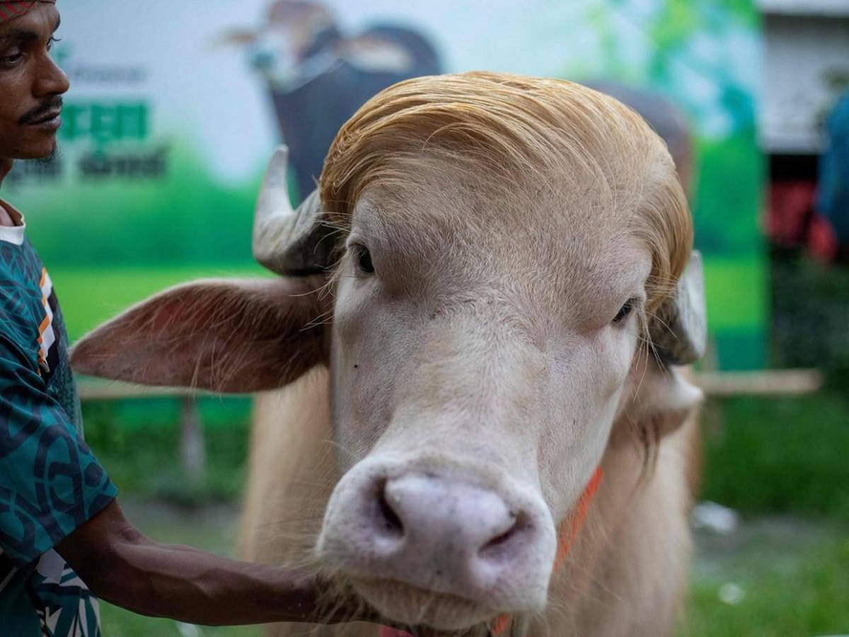 Su parecido con Donald Trump le salvó la vida: búfalo albino causa furor en redes