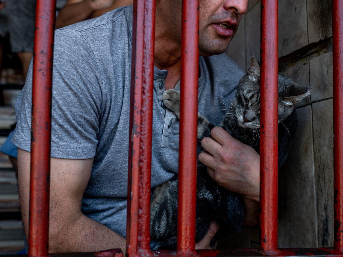 $!Carlos Núñez, un reo, con un gato al que llamó Feíta. “Un gato te hace alimentarlo y cuidarlo”, dice. (Cristobal Olivares para The New York Times)