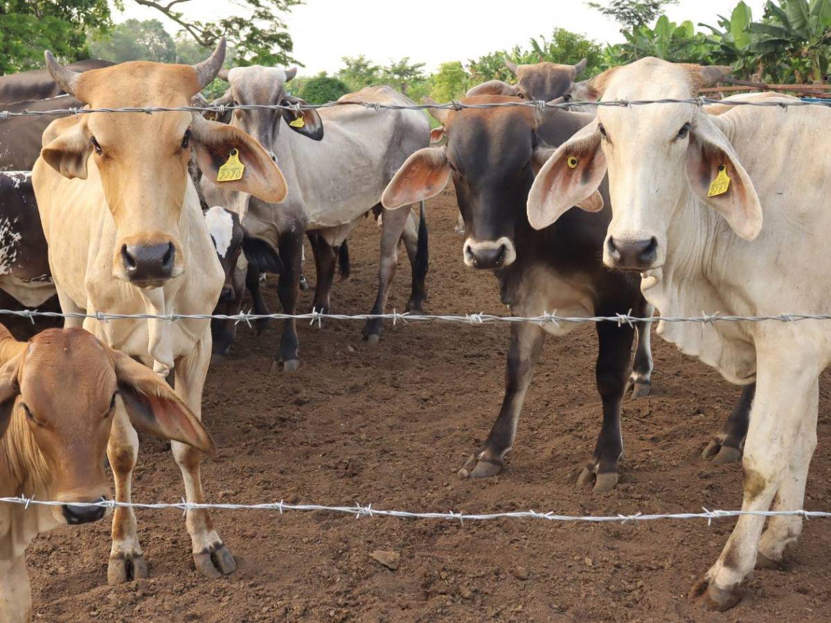 ¿Qué es la miasis y cómo puede causar la muerte?