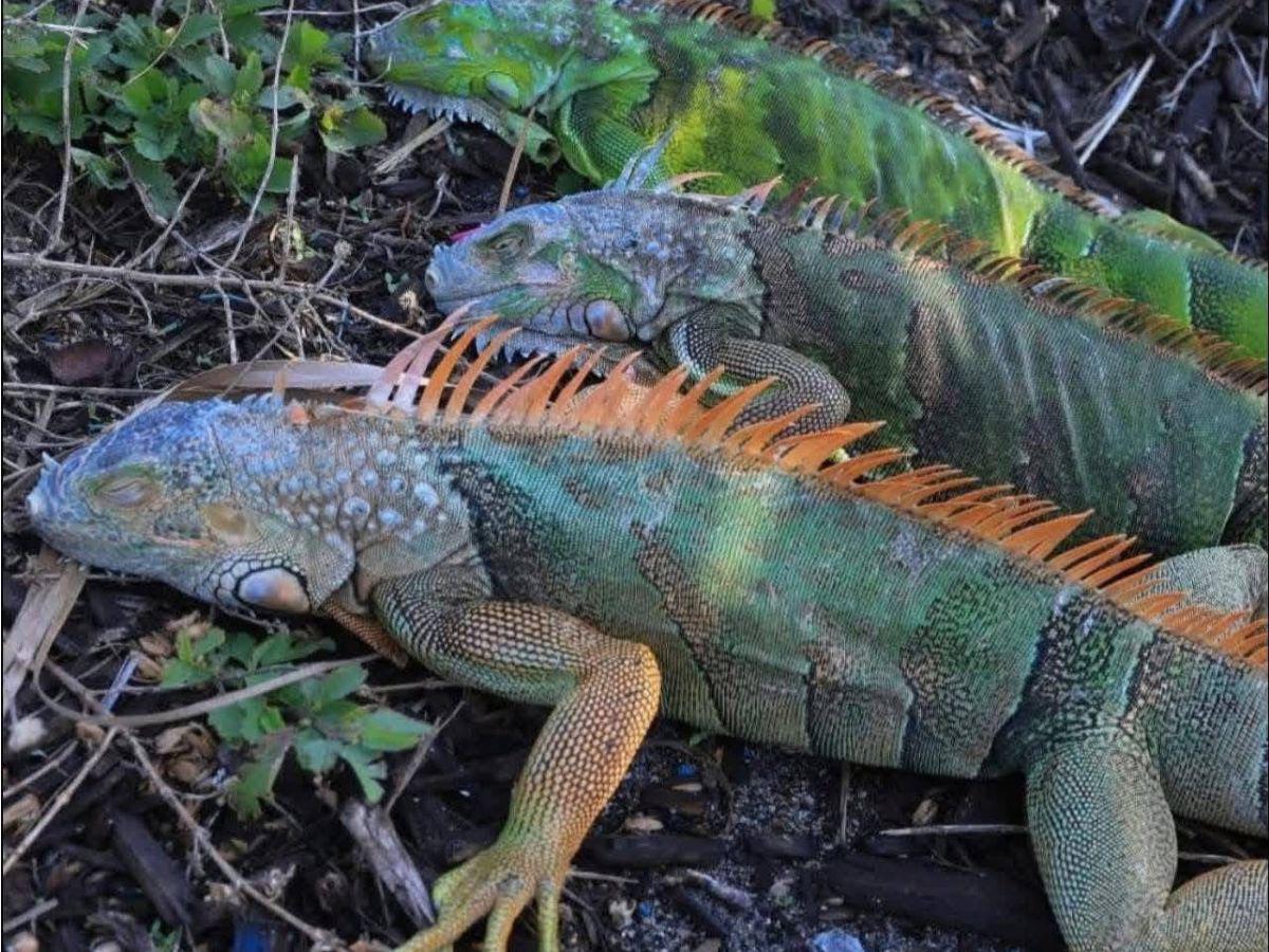 No están muertas, están congeladas: iguanas en calles de Florida tras ola de frío