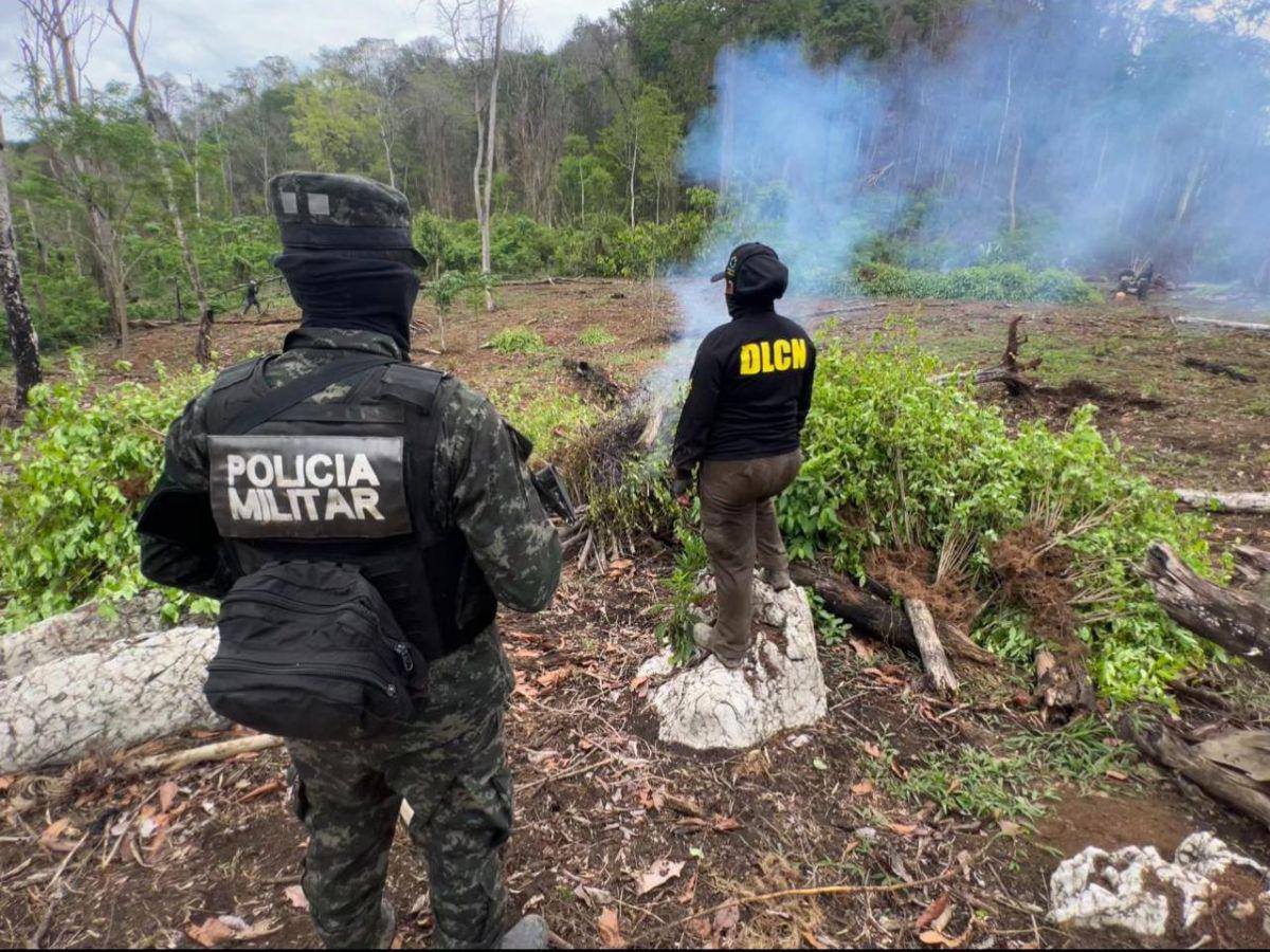 Aseguran plantación de 23 arbustos de hoja de coca en Olancho