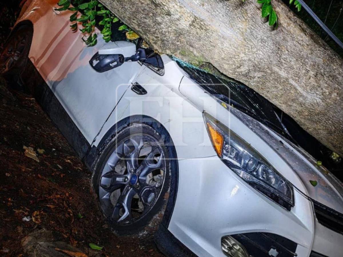 Denuncias no evitaron caída de árbol que dañó cuatro vehículos en la Kennedy