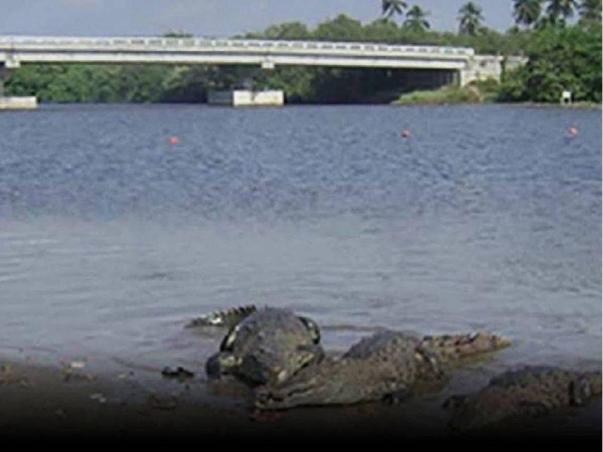 Adolescente de 14 años muere devorado por cocodrilos tras caer de un puente en México