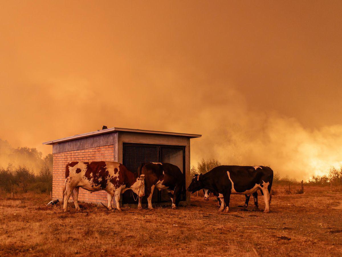 EN FOTOS: Con mascotas en brazos y lágrimas, chilenos abandonan sus casas tras incendio
