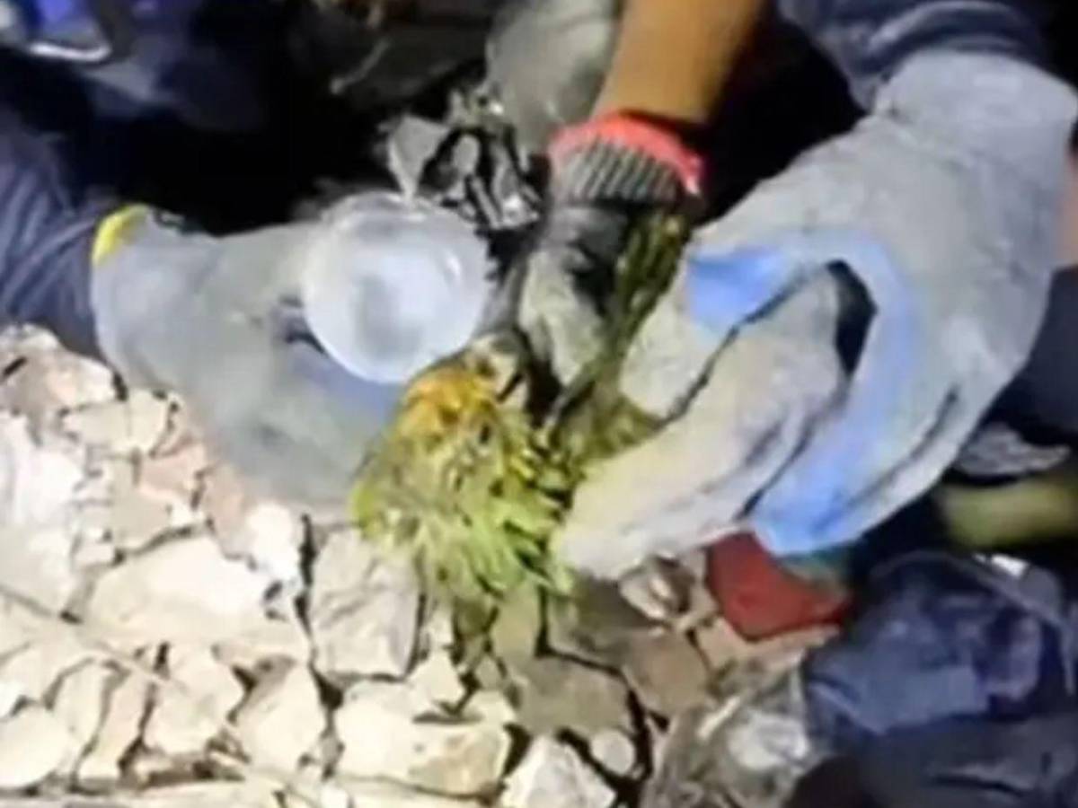 Murió Panchito, el lorito que había sido rescatado tras los terremotos en Venezuela