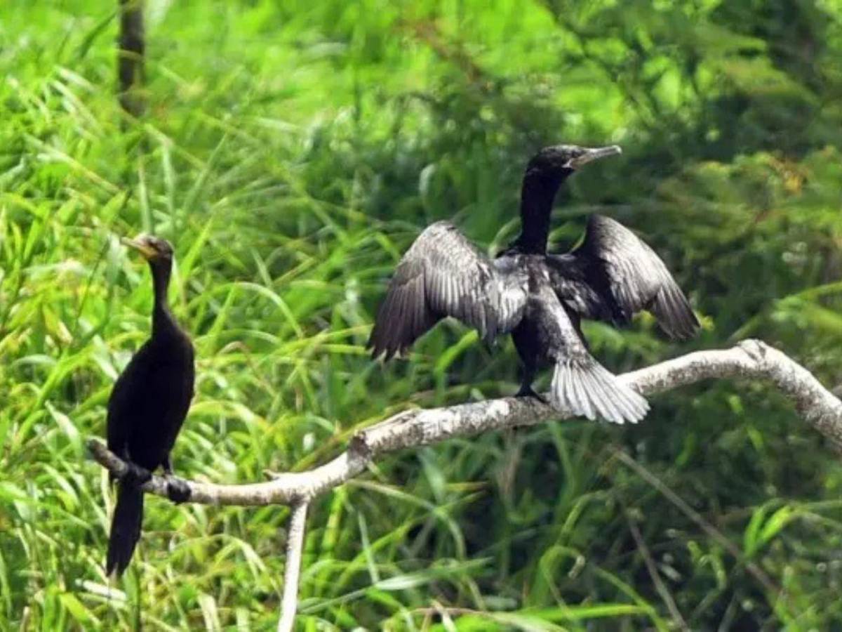 Ruta del oxígeno: parques nacionales de Honduras para visitar esta Semana Santa 2026