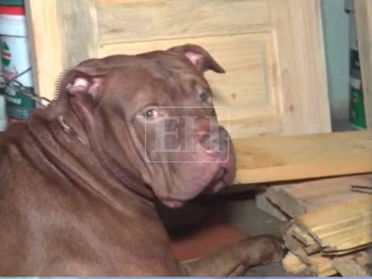 Le arrancó el pie: Zeus, el perro que mató a su dueño, en observación para descartar rabia