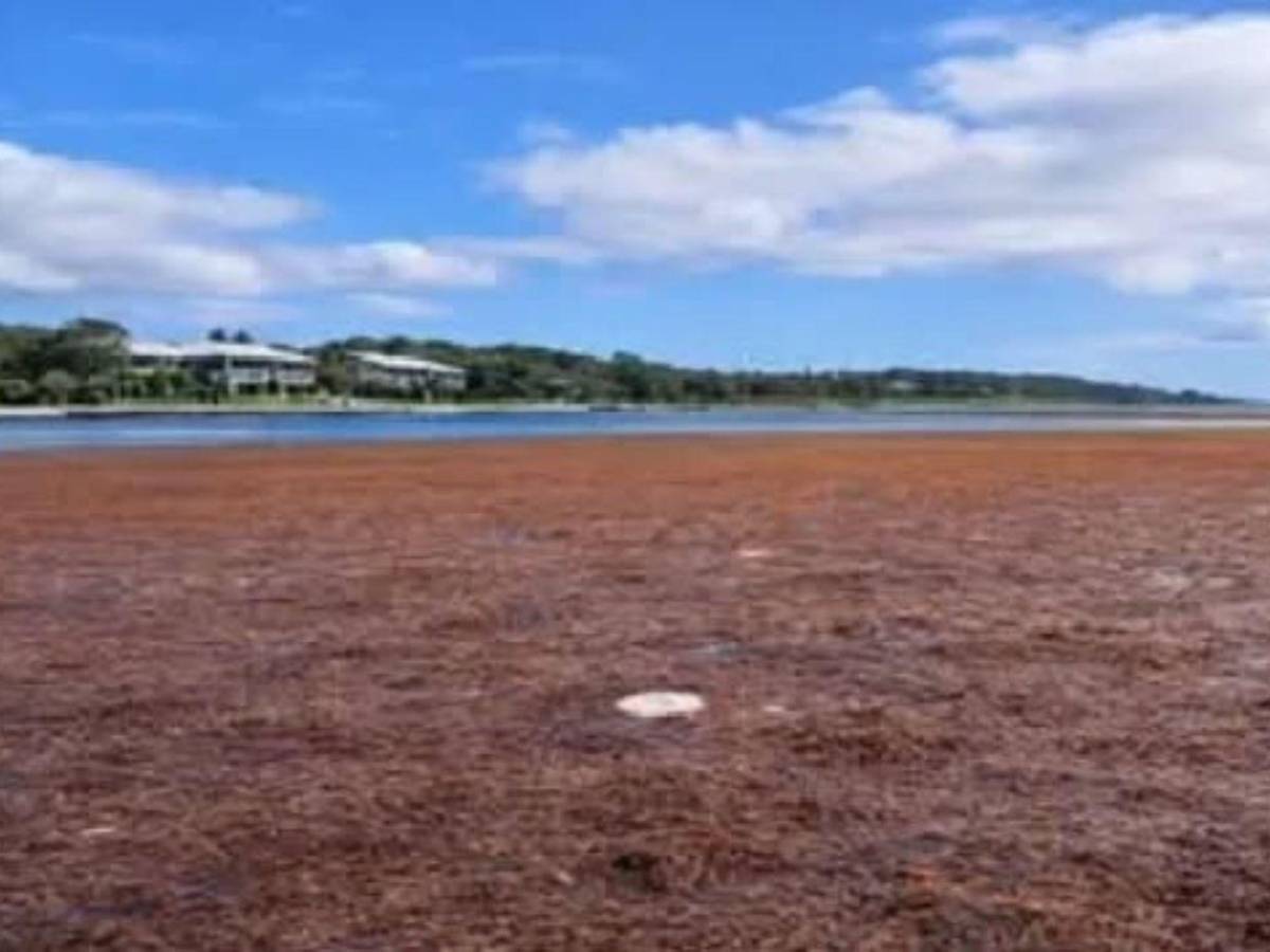 EN FOTOS: sargazo invade playas de Utila; autoridades activan plan de limpieza