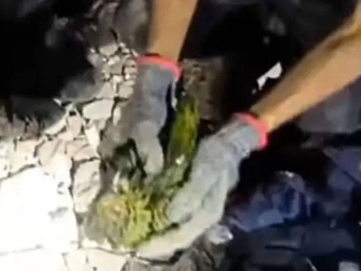 Murió Panchito, el lorito que había sido rescatado tras los terremotos en Venezuela