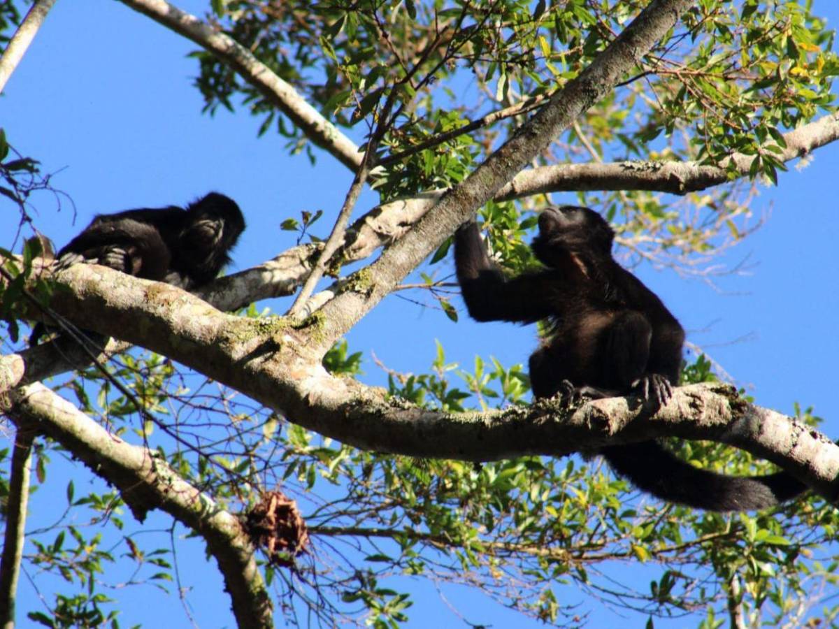 Ruta del oxígeno: parques nacionales de Honduras para visitar esta Semana Santa 2026