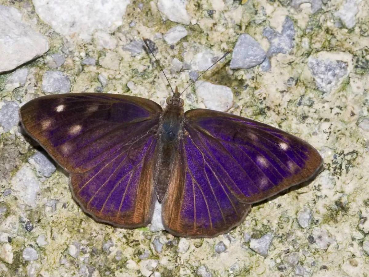 ¿Por qué invadieron mariposas el cielo de Tegucigalpa?
