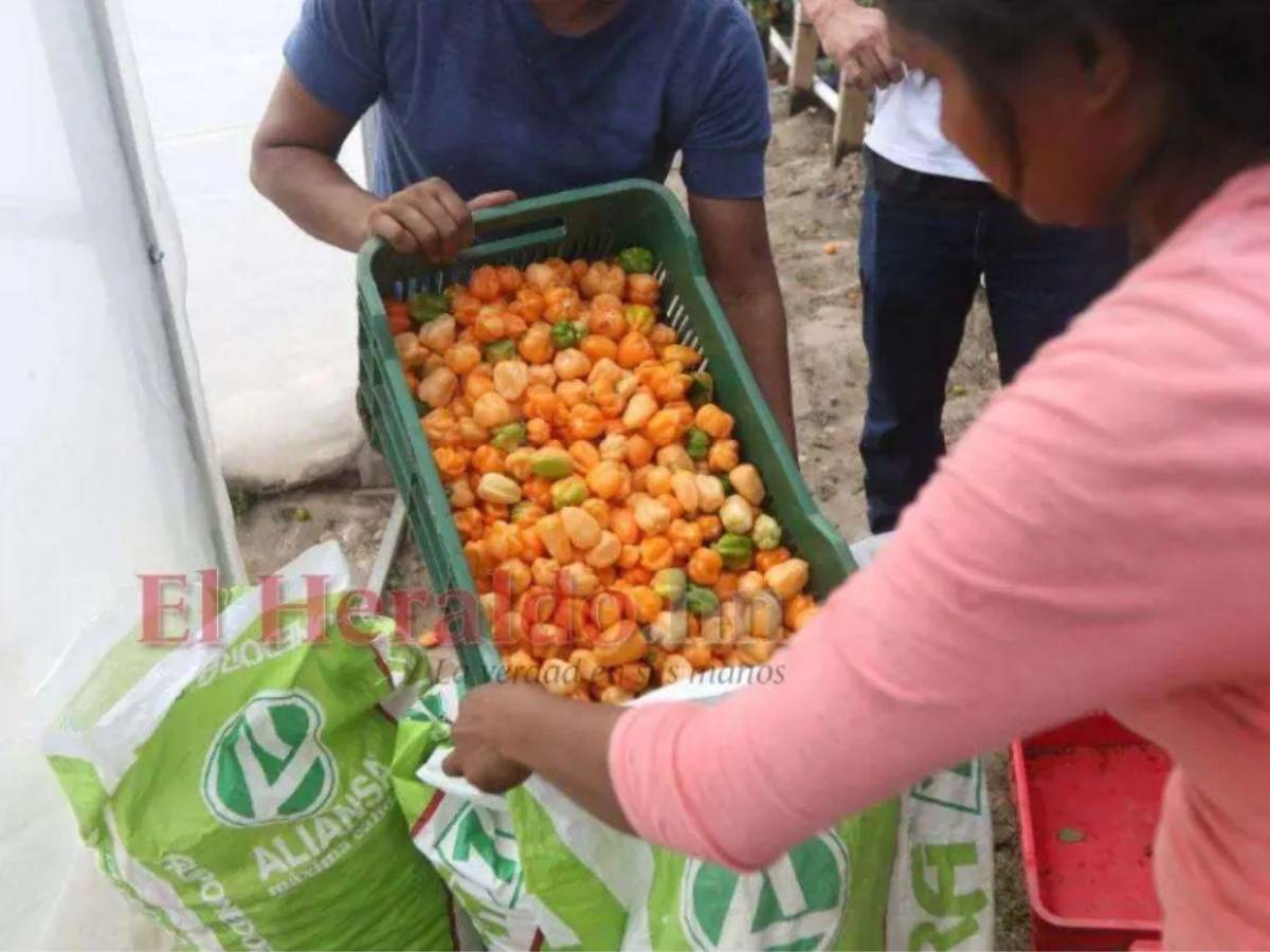 Una finca modelo:  Juan Orlando Hernández revela cuáles son sus planes al volver a Honduras