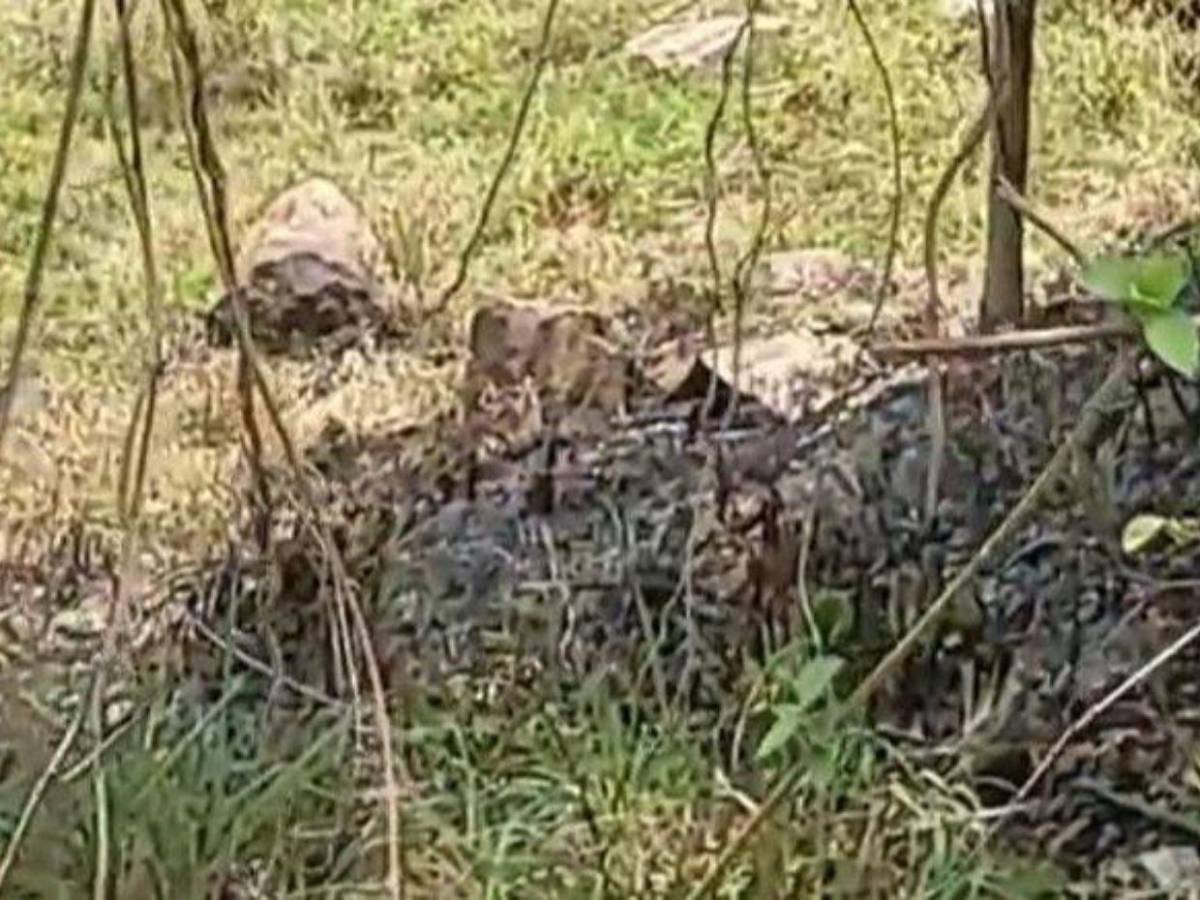 Fue asesinada y luego quemaron su cuerpo: detalles del crimen en San Antonio de Cortés