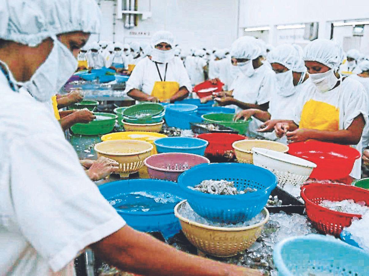 Cierran dos plantas de camarón y dejan de cultivar 6,435 hectáreas en Honduras