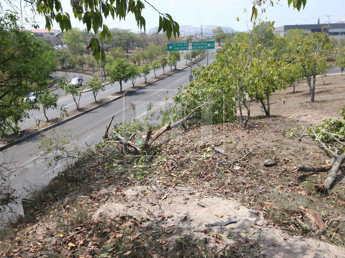 Arrancó árboles antes de volar al vacío: así quedó escena del accidente en Altos de Toncontín
