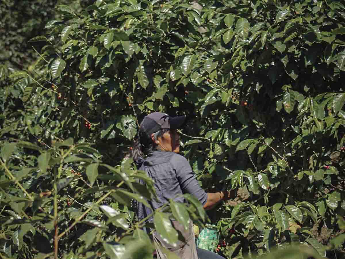 <i>Una cortadora de café realiza meticulosamente su trabajo en las fincas, desempeñando un papel vital en la cosecha que impulsa la economía local.</i>