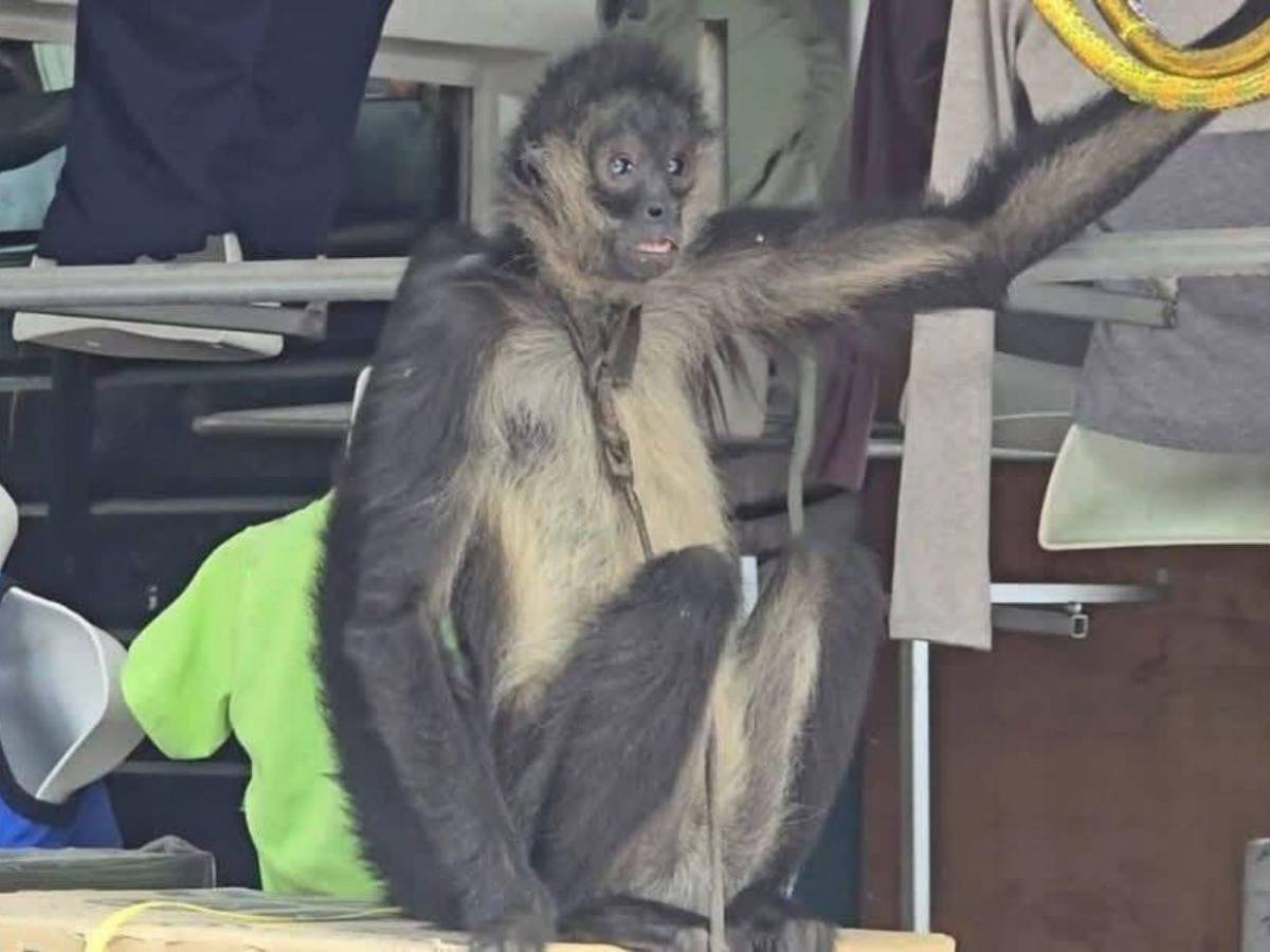 Así rescataron a mono araña que había escapado de un espacio en cautiverio en Copán