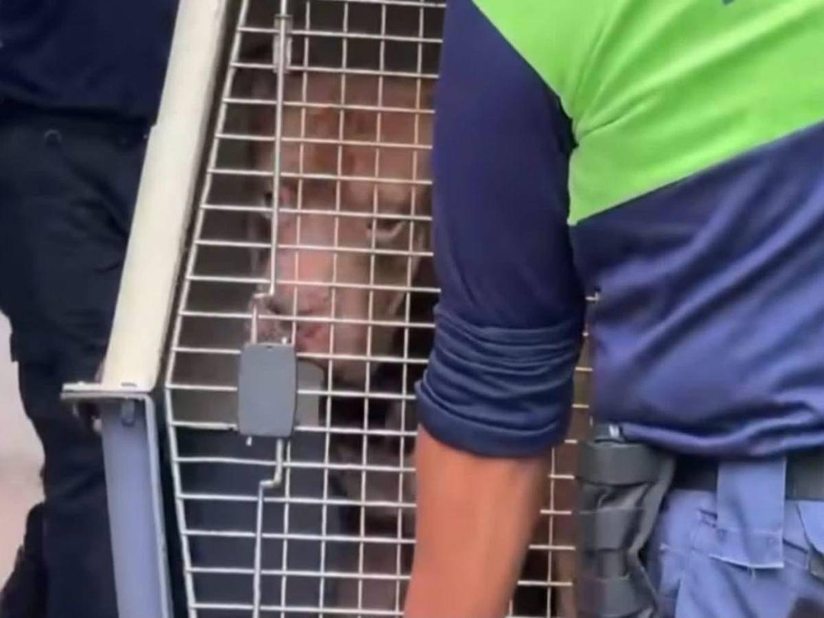 ¡No será sacrificado! Zeus, pitbull que mató a su dueño, irá a un refugio