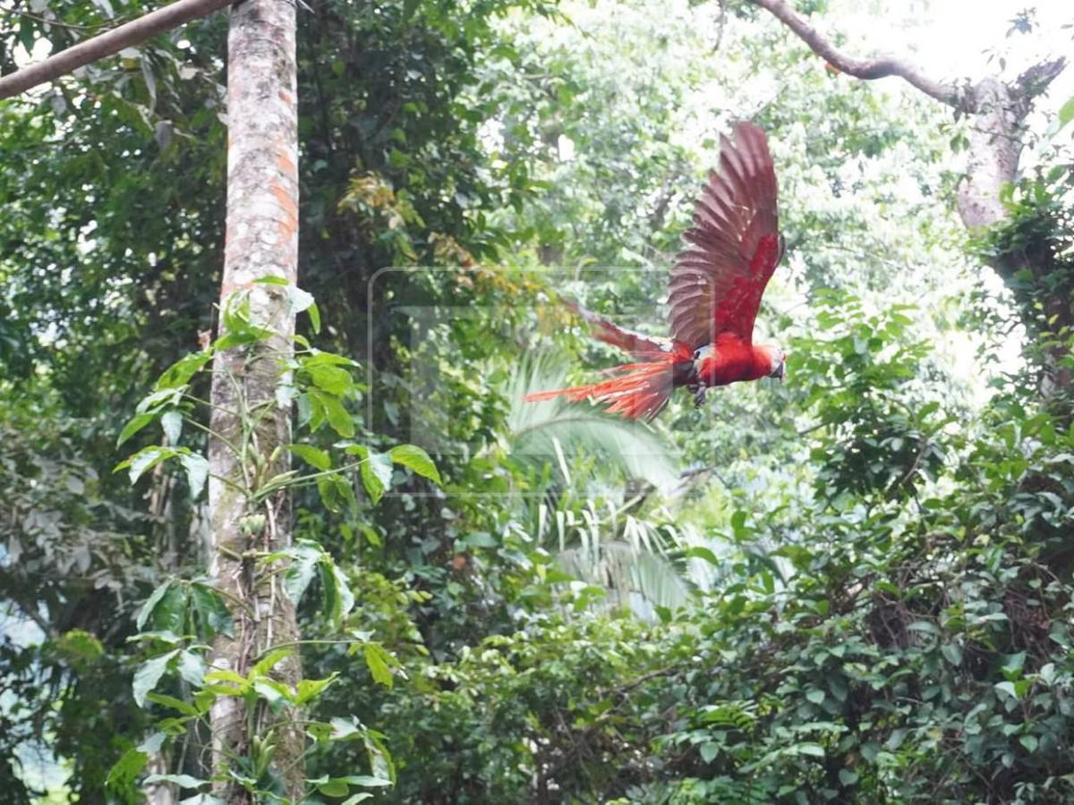 Guacamayas rojas surcan los cielos de La Ceiba, tras más de 60 años de ausencia