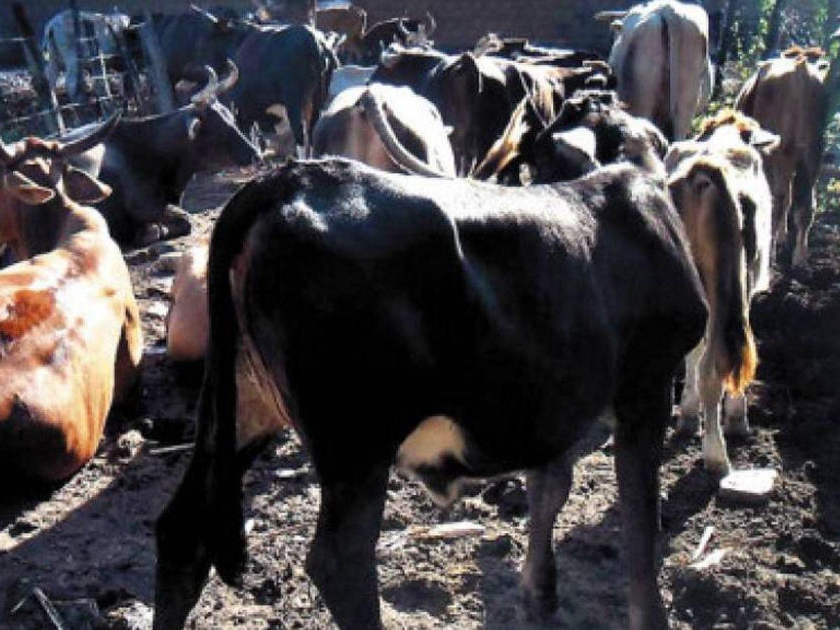 Gusano barrenador: ¿una amenaza para la salud pública en Honduras?