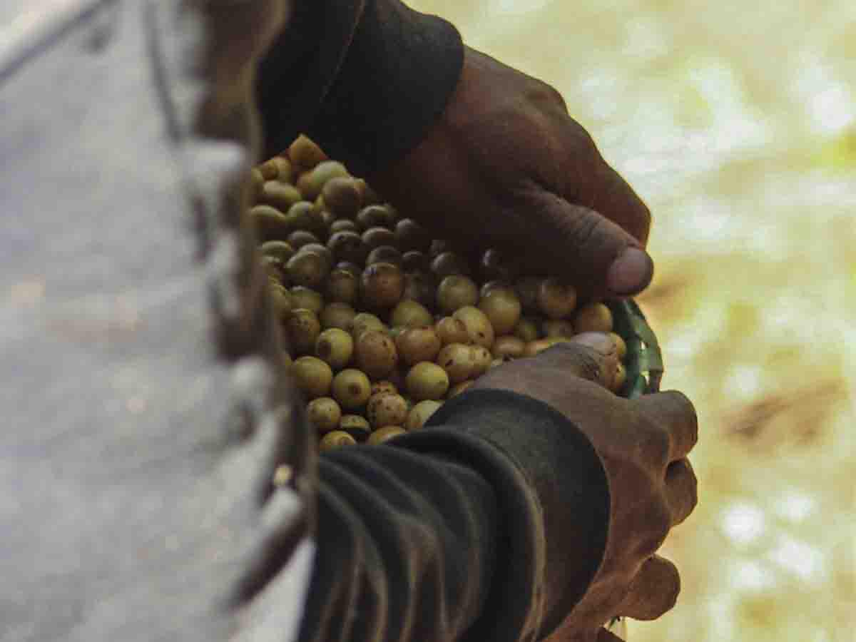 <i>Manos hondureñas trabajan con dedicación en la recolección del café, un ritual que va más allá de un empleo, es un compromiso con la tradición y el progreso.</i>