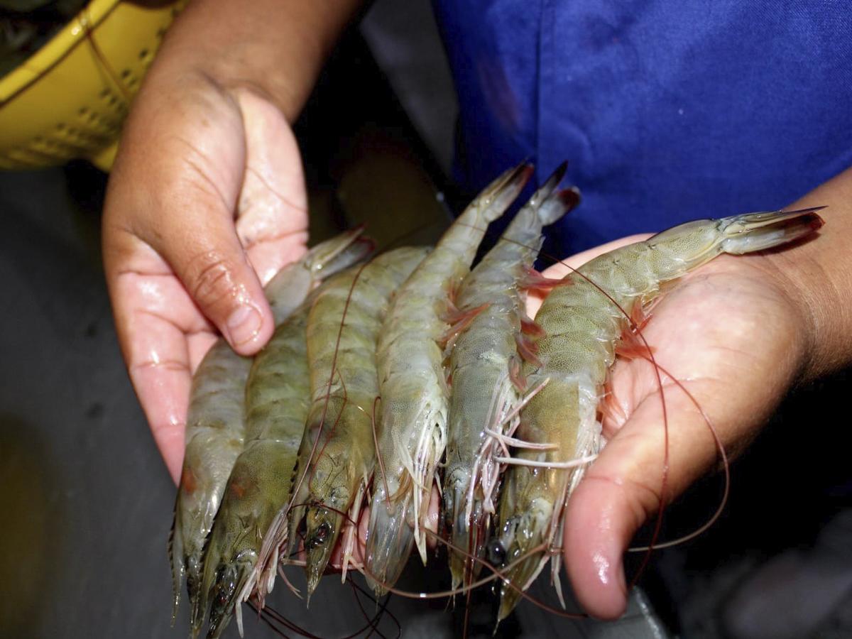 Honduras exporta más de un millón de libras de camarón cocido a México