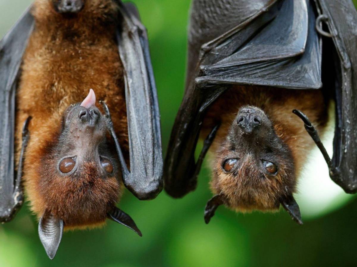 Ébola y sus síntomas: todo sobre la enfermedad que alerta a la OMS
