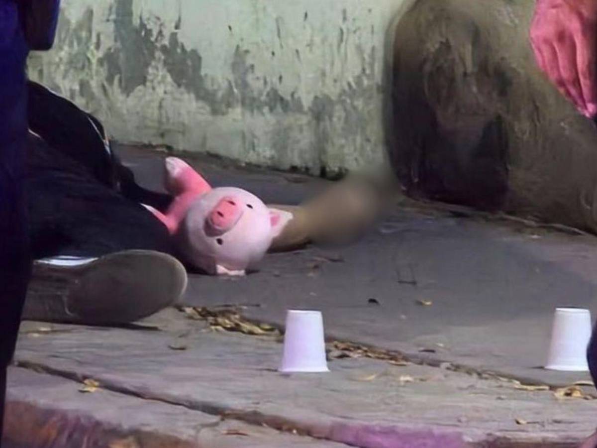 ¿Qué significan los cerditos rosa en escenas del crimen en Culiacán?