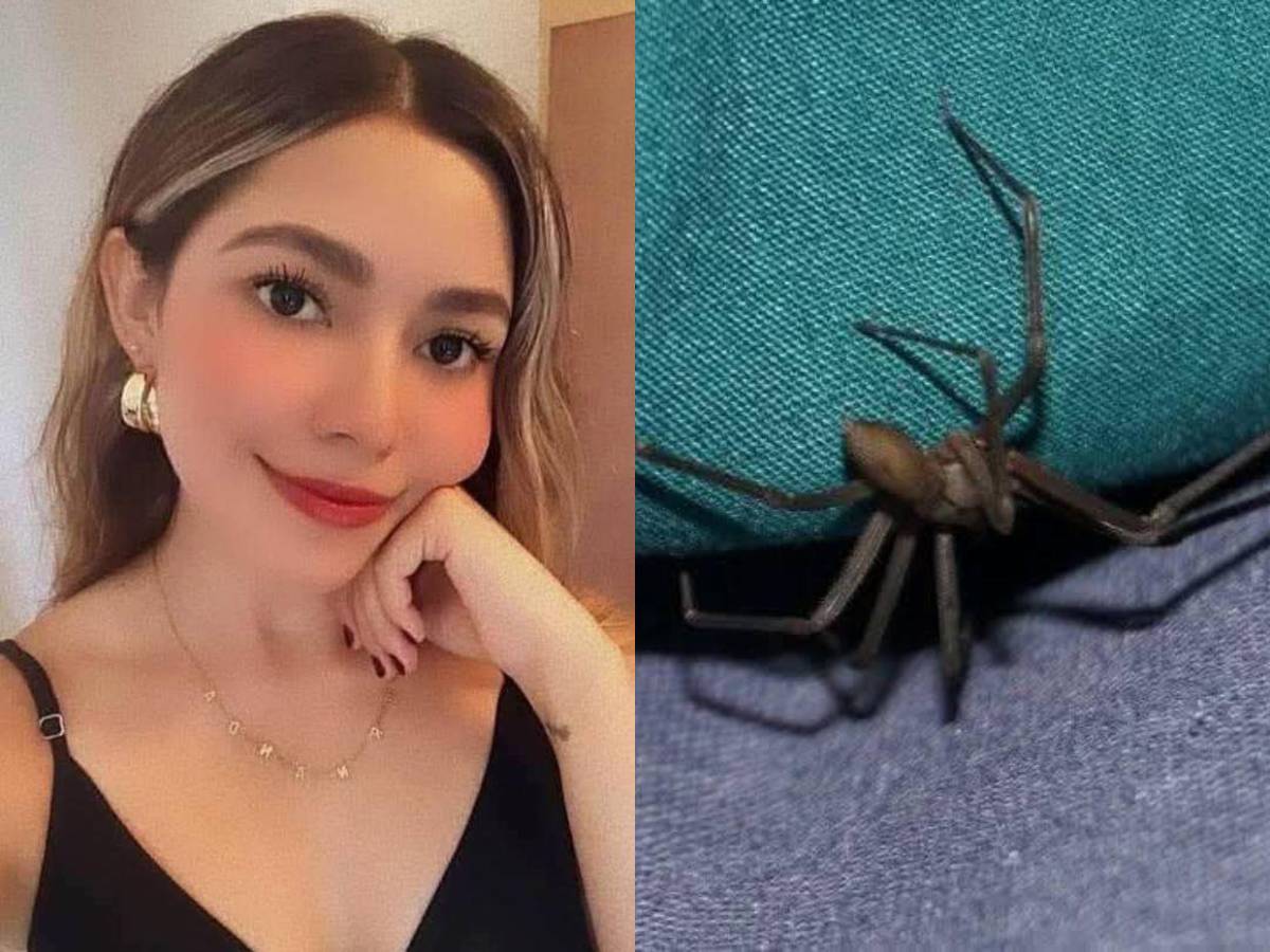 María Vázquez murió tras picadura de una araña violinista, ¿hubo negligencia en hospital?