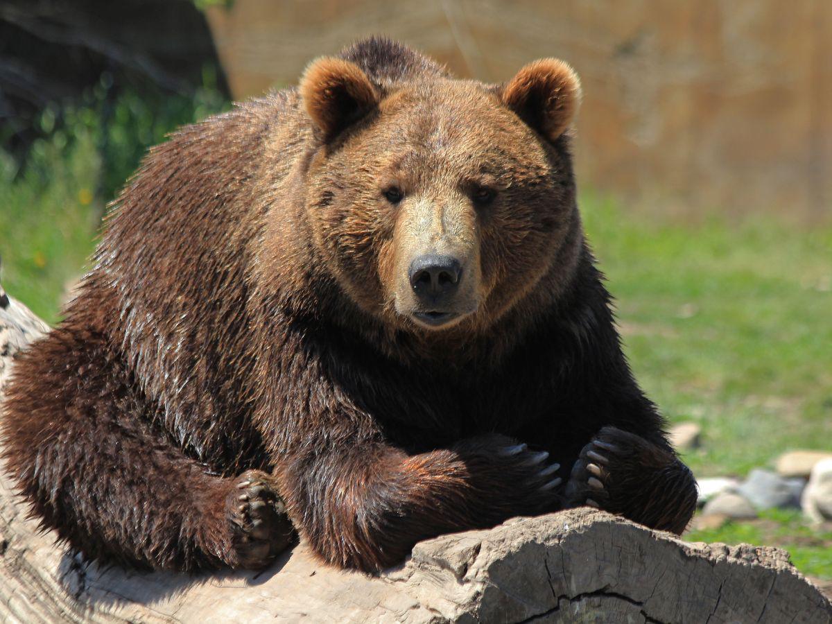 Un oso muere atropellado por un auto en España