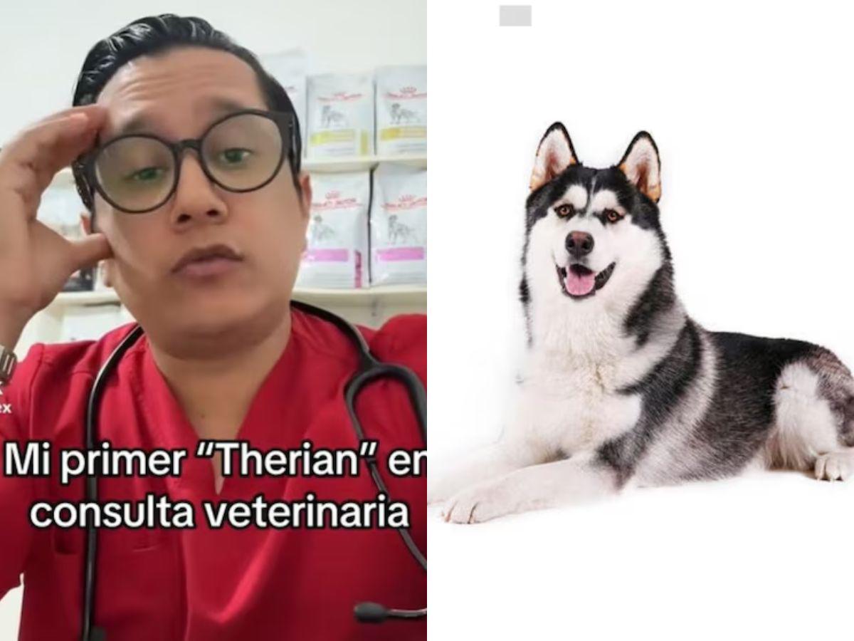 “Lo tuve que dormir”: veterinario revela su experiencia tratando a un paciente Therian