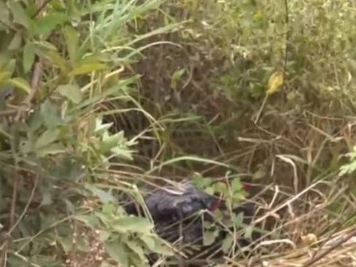 El hallazgo fue reportado por personas que lavan ropa en la zona.