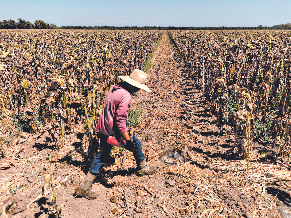 Cultivos son afectados por altas temperaturas en el país