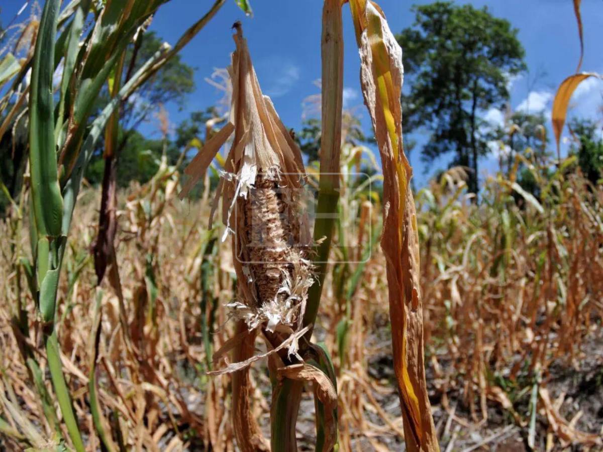 Anuncian ingreso de nueva onda tropical la próxima semana que dejará lluvias en Honduras