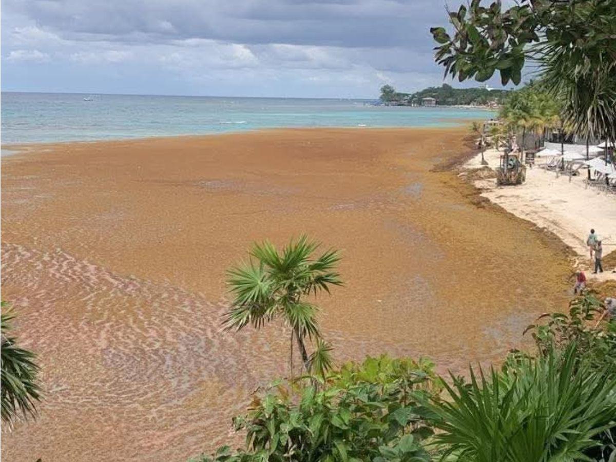 En total limpieza van quedando las playas de West Bay tras invasión de sargazo