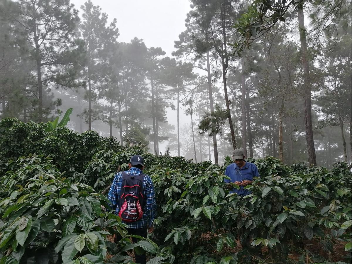 <i>Esta temporada se espera que la cosecha de café sea de 6.5 millones quintales, con un precio promedio de $185 el quintal exportable.</i>